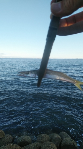 カマスの釣果