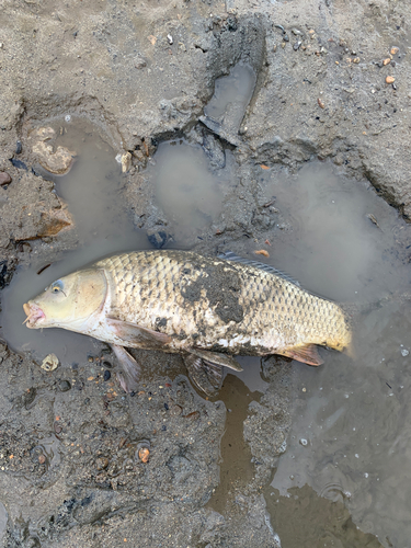 コイの釣果