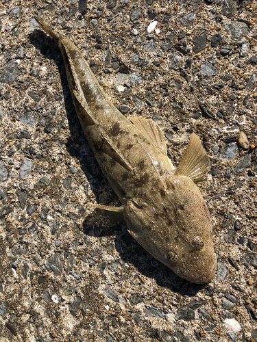 マゴチの釣果