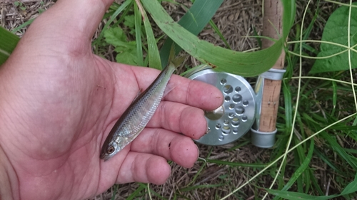 オイカワの釣果