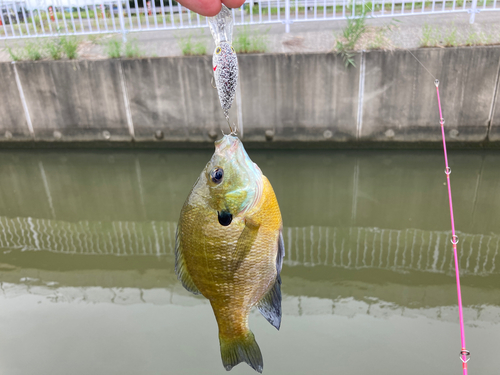 ブルーギルの釣果