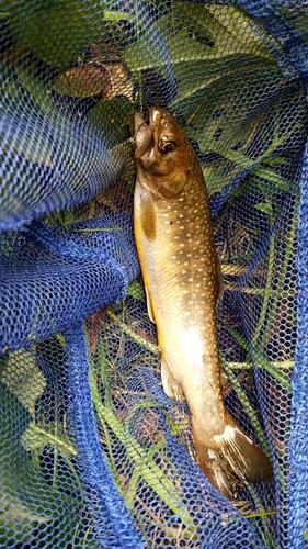 イワナの釣果