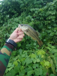 ラージマウスバスの釣果