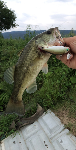 ブラックバスの釣果