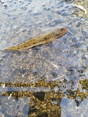 ハゼの釣果