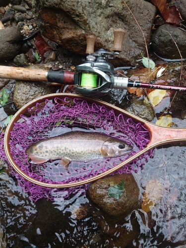 ヤマメの釣果