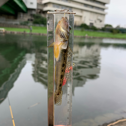 マハゼの釣果