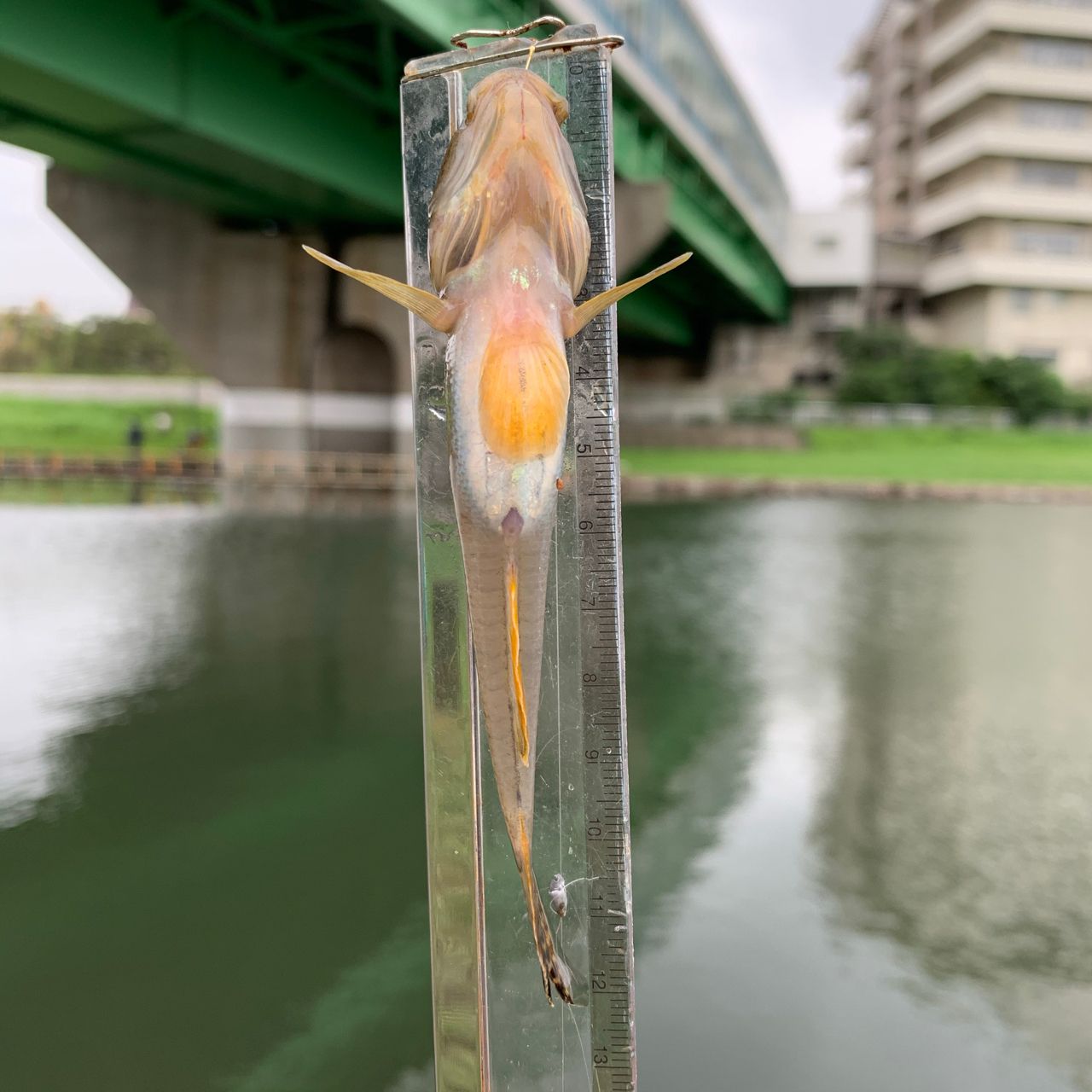 マハゼ