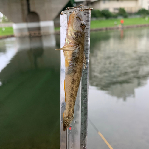 マハゼの釣果