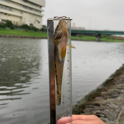 マハゼの釣果