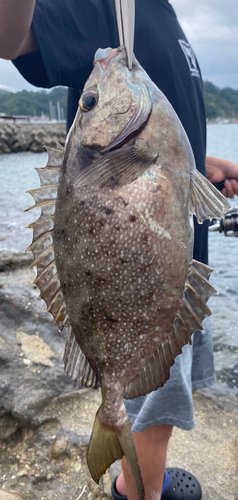 アイゴの釣果