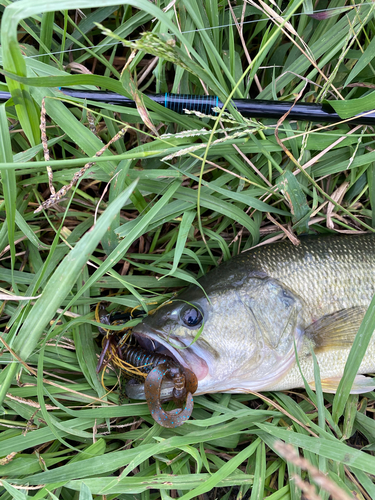 ブラックバスの釣果