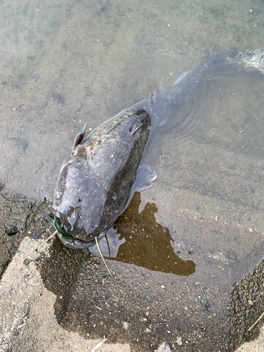 ナマズの釣果