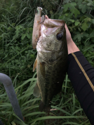 ブラックバスの釣果