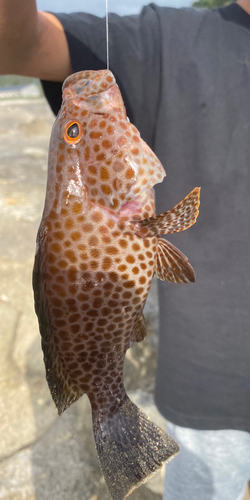 オオモンハタの釣果