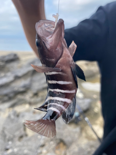 マハタの釣果