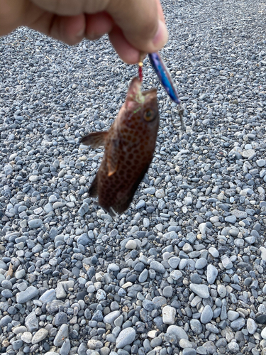 オオモンハタの釣果