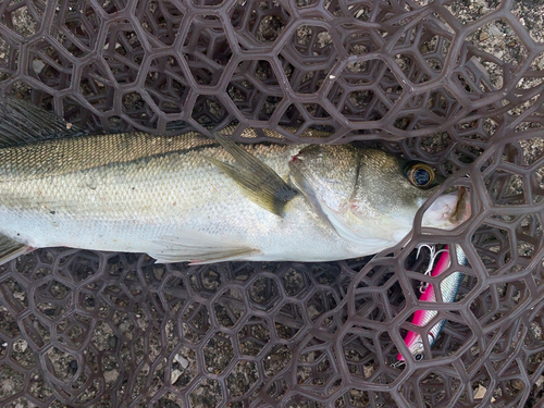 フッコ（マルスズキ）の釣果