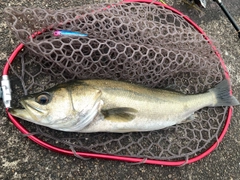 スズキの釣果