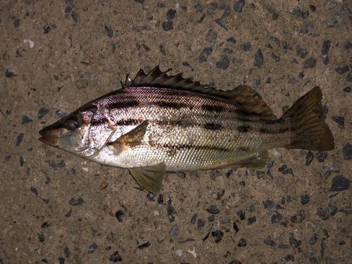 シマイサキの釣果