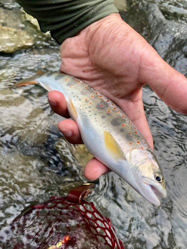 アマゴの釣果