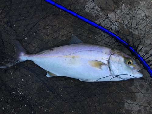 ショゴの釣果