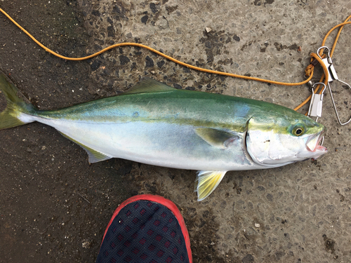 イナダの釣果