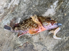 アラカブの釣果