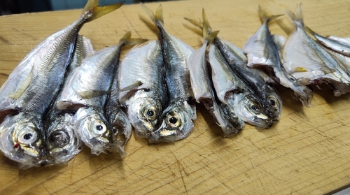 マアジの釣果