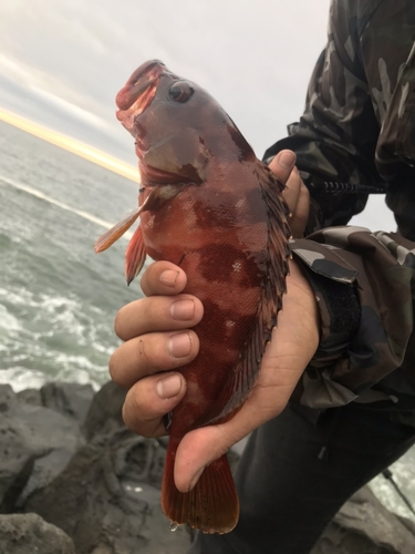 アカハタの釣果