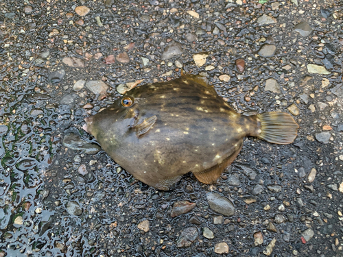 カワハギの釣果