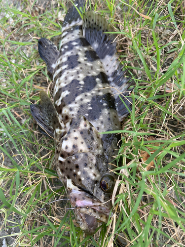 ハタの釣果