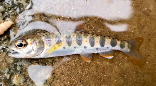 アマゴの釣果