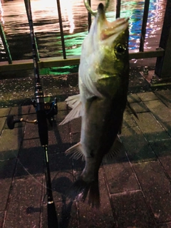 シーバスの釣果