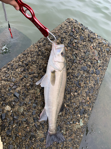 セイゴ（マルスズキ）の釣果