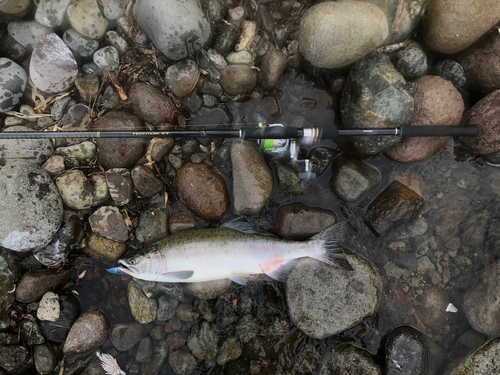 カラフトマスの釣果