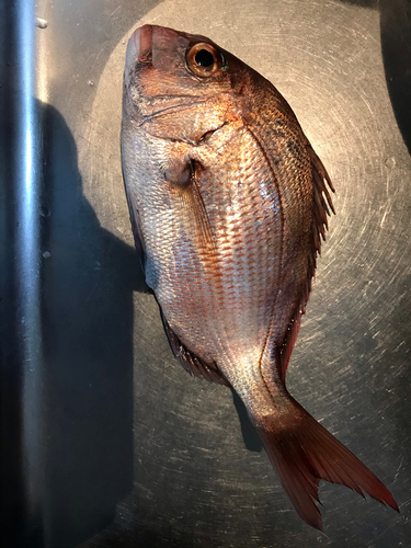 マダイの釣果