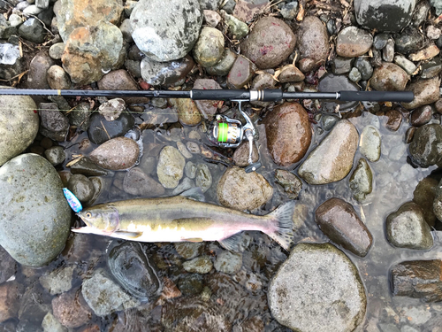 カラフトマスの釣果