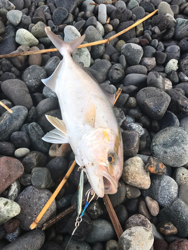 ショゴの釣果