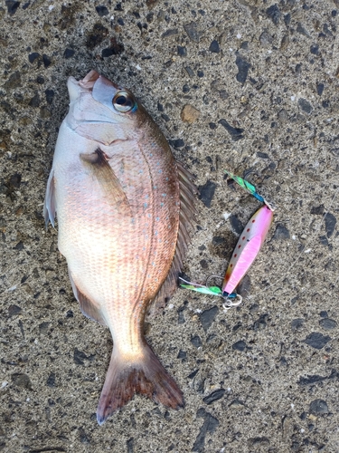 マダイの釣果