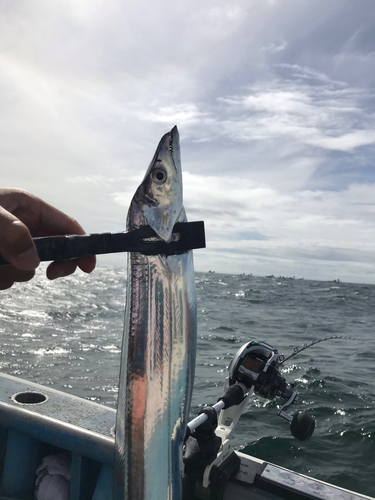 タチウオの釣果