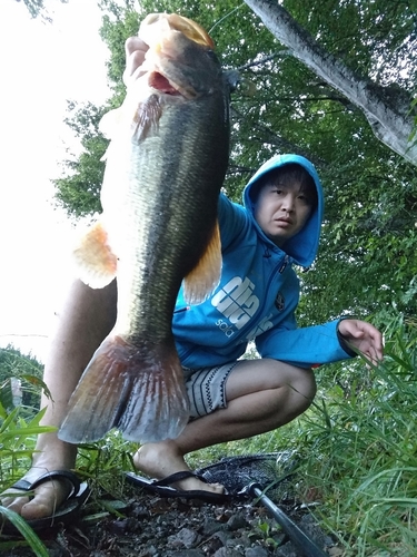 ブラックバスの釣果