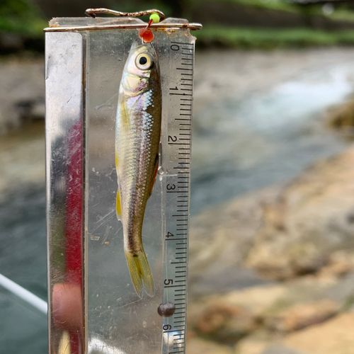 アブラハヤの釣果