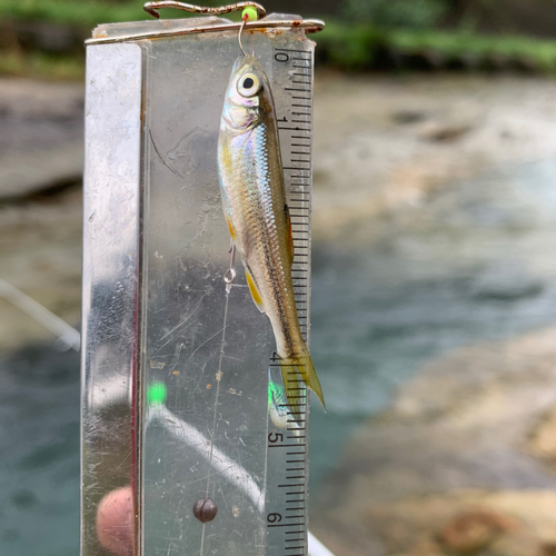 アブラハヤの釣果