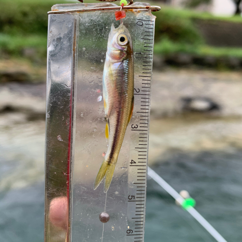 アブラハヤの釣果