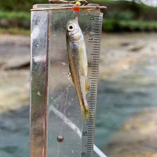 アブラハヤの釣果