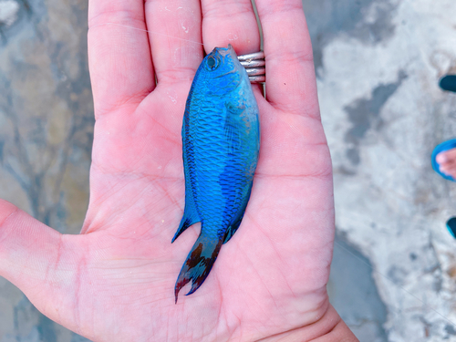 ソラスズメダイの釣果