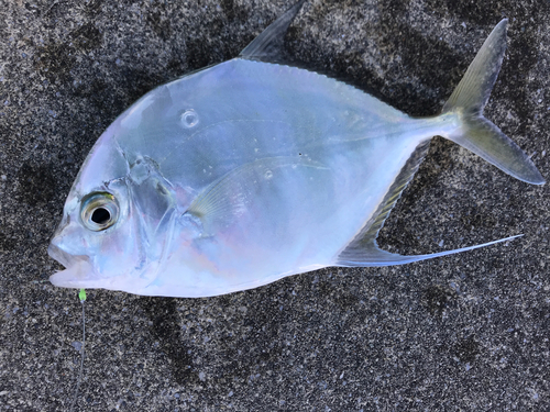 カイワリの釣果