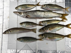 カマスの釣果