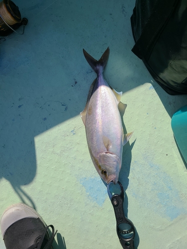 カンパチの釣果